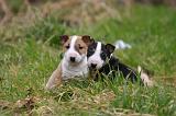 BULL TERRIER MINIATURE 235